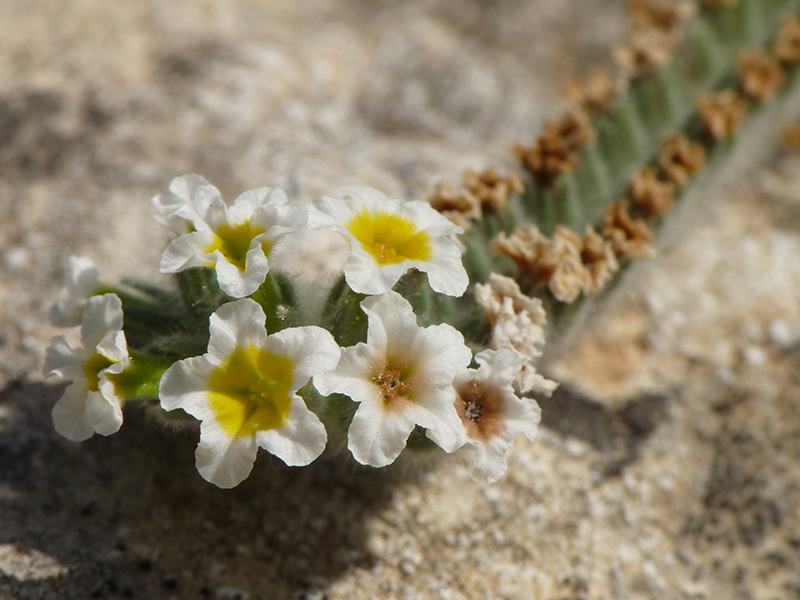 Una Boraginacea?  S, Heliotropium cfr. hirsutissimum